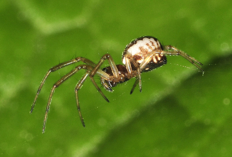 Neriene sp. - Colombarone (MO)